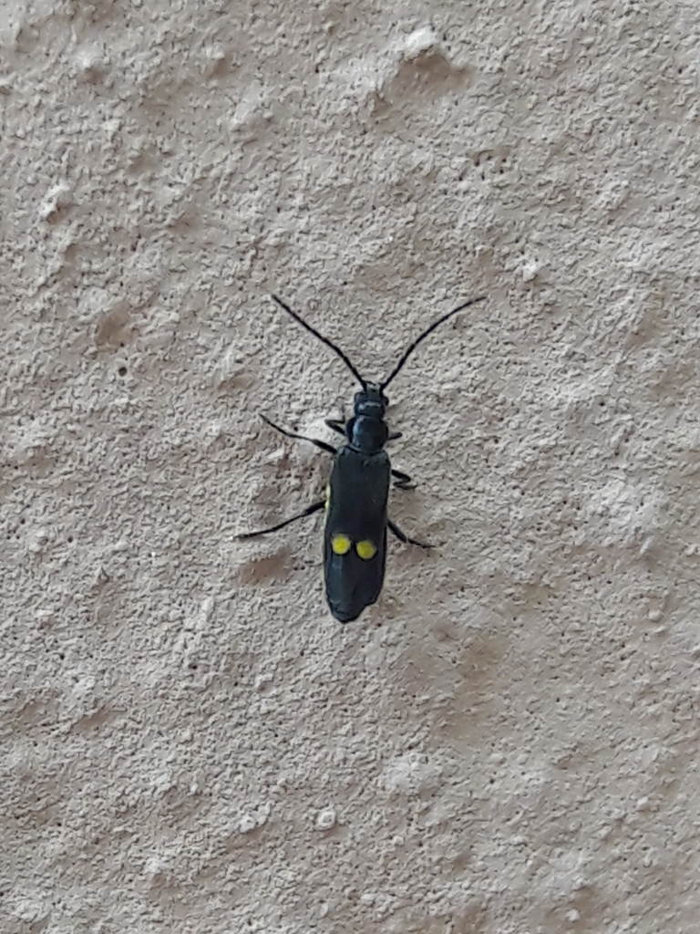Cantharidae:  Malthodes sp., femmina