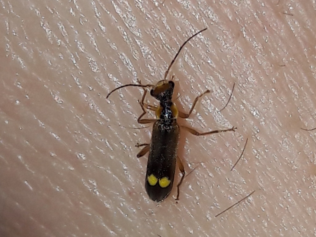 Cantharidae Malthinus sp.? S, M. seriepunctatus o M. reflexus