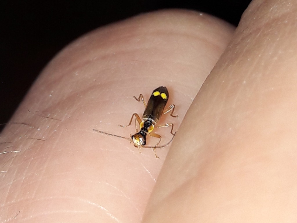 Cantharidae Malthinus sp.? S, M. seriepunctatus o M. reflexus