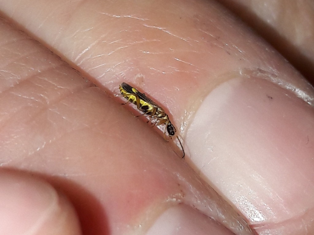 Cantharidae Malthinus sp.? S, M. seriepunctatus o M. reflexus