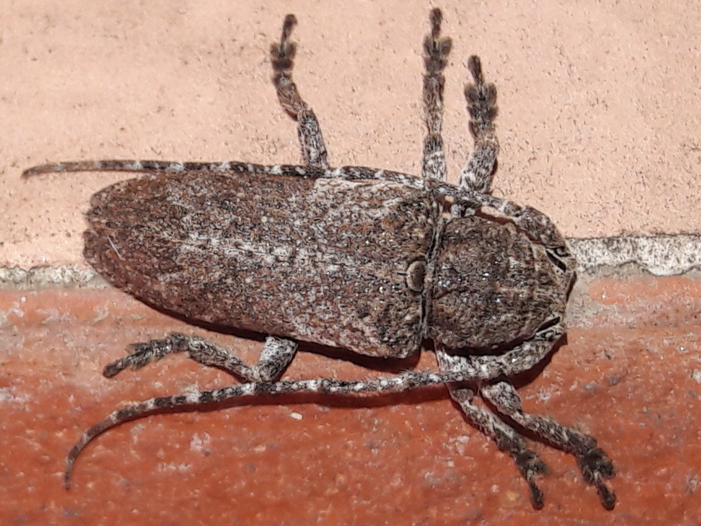 Cerambycidae: Niphona picticornis