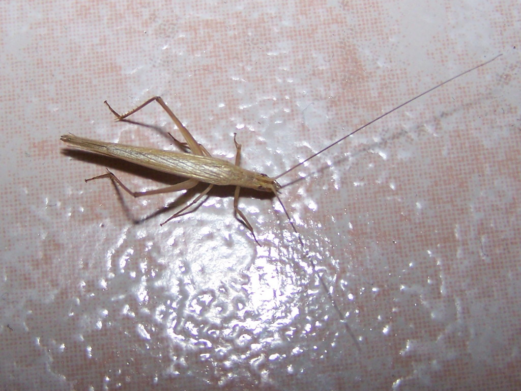 Ortottero paglierino ?  S, Oecanthus  sp.    (Oecanthidae)