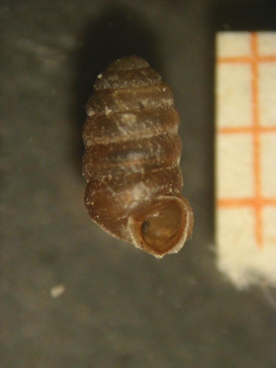 Pupilla triplicata