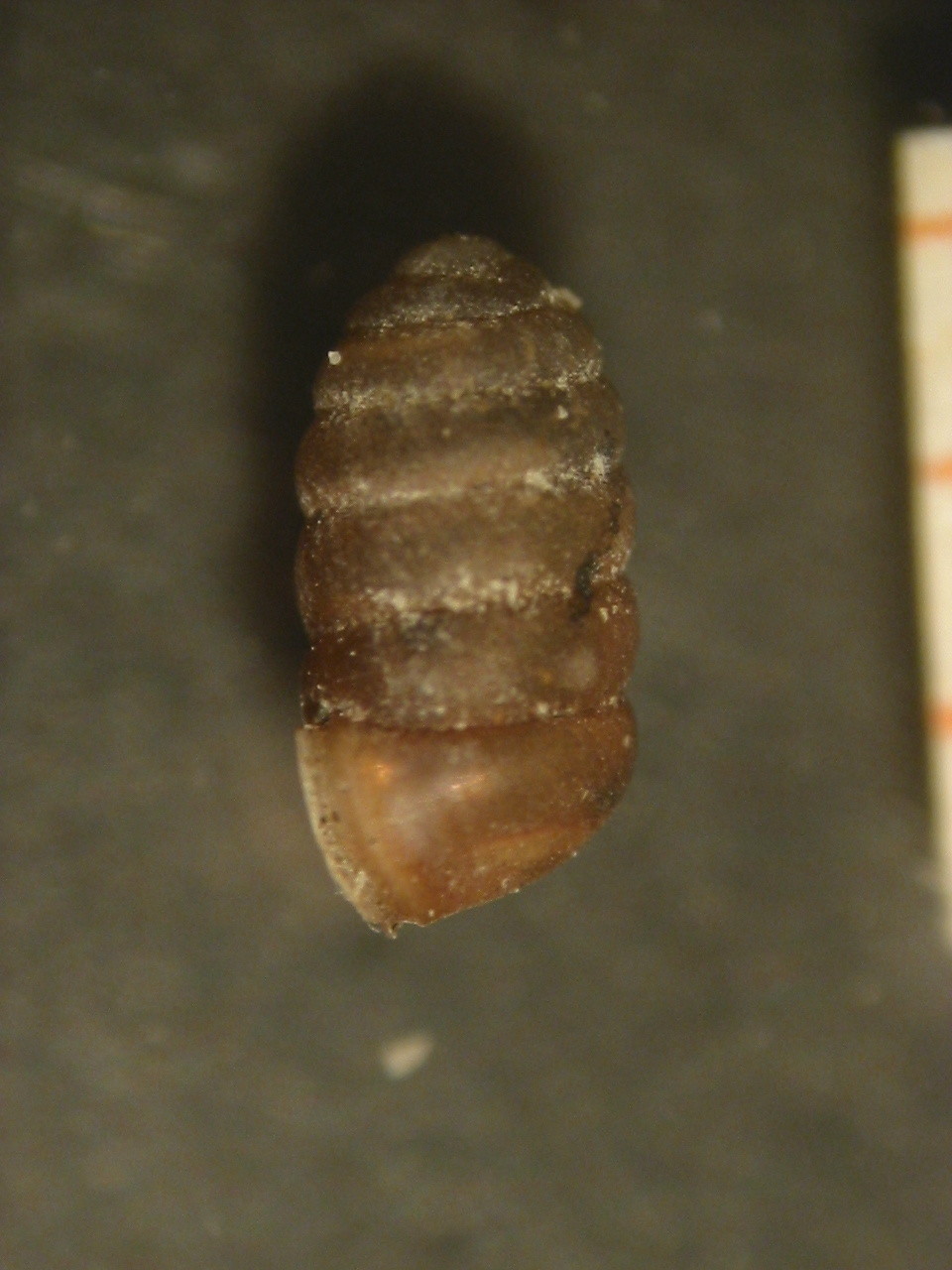 Pupilla triplicata