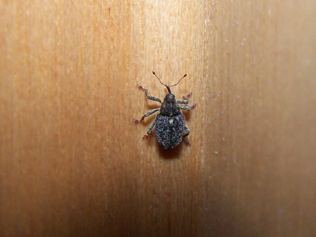 Curculionidae piedi rossi: Ceutorhynchus pallidactylus