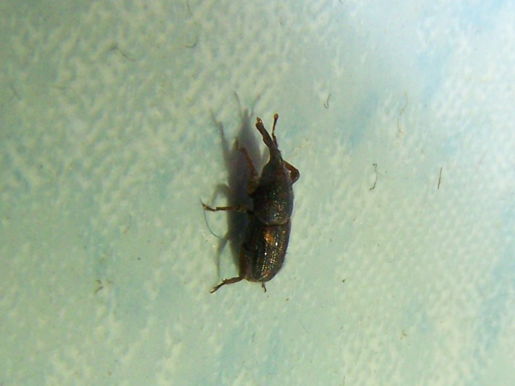 piccolo punteruolo: Sitophilus sp.  (Dryophthoridae)