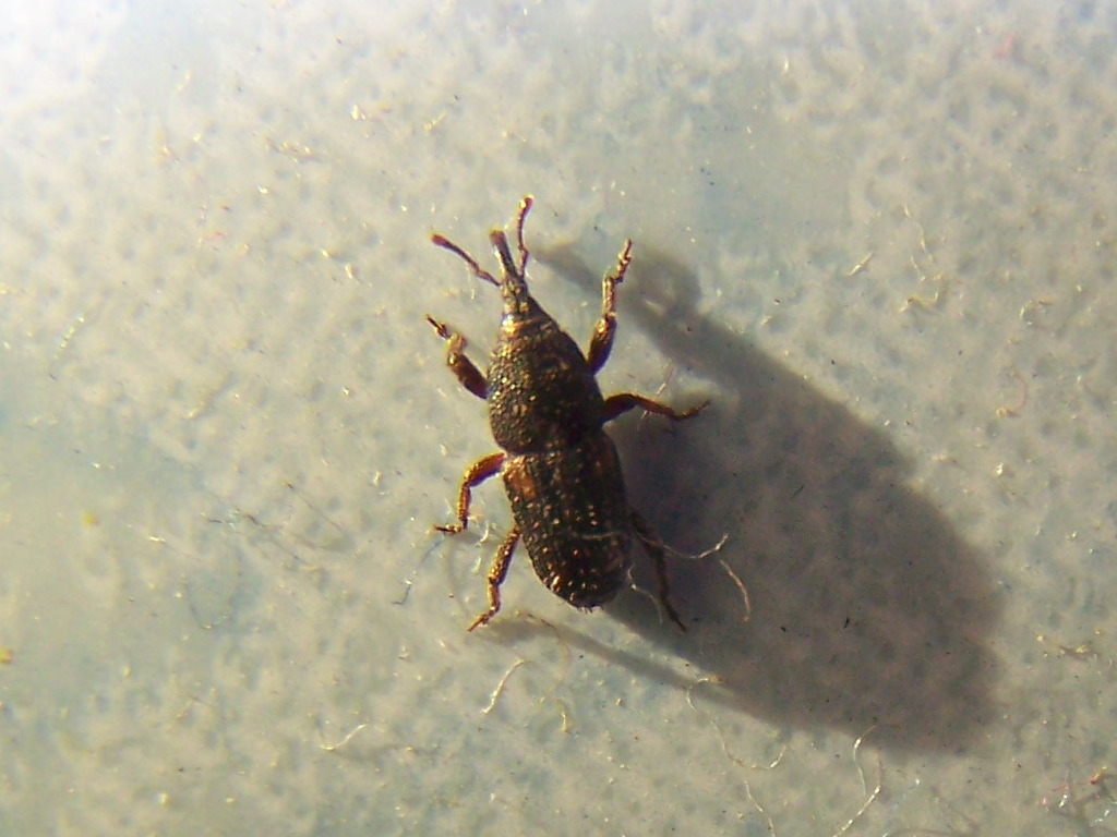 piccolo punteruolo: Sitophilus sp.  (Dryophthoridae)