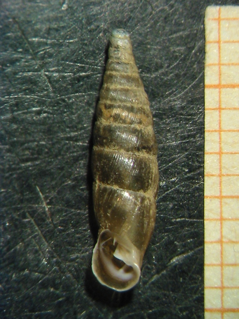 Cochlodina comensis - val di rabbi