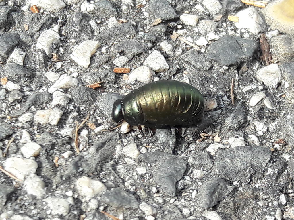 larva di Timarcha sp. (Chrysomelidae)
