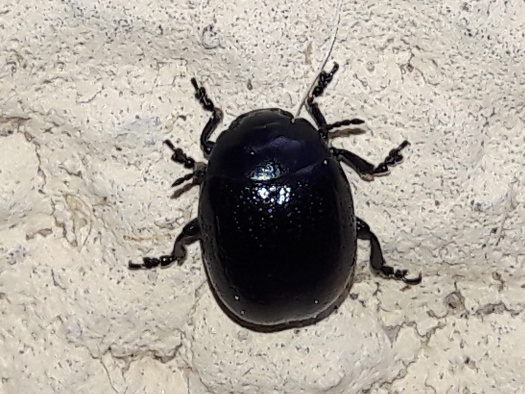 Chrysolina? S, forse C. haemoptera