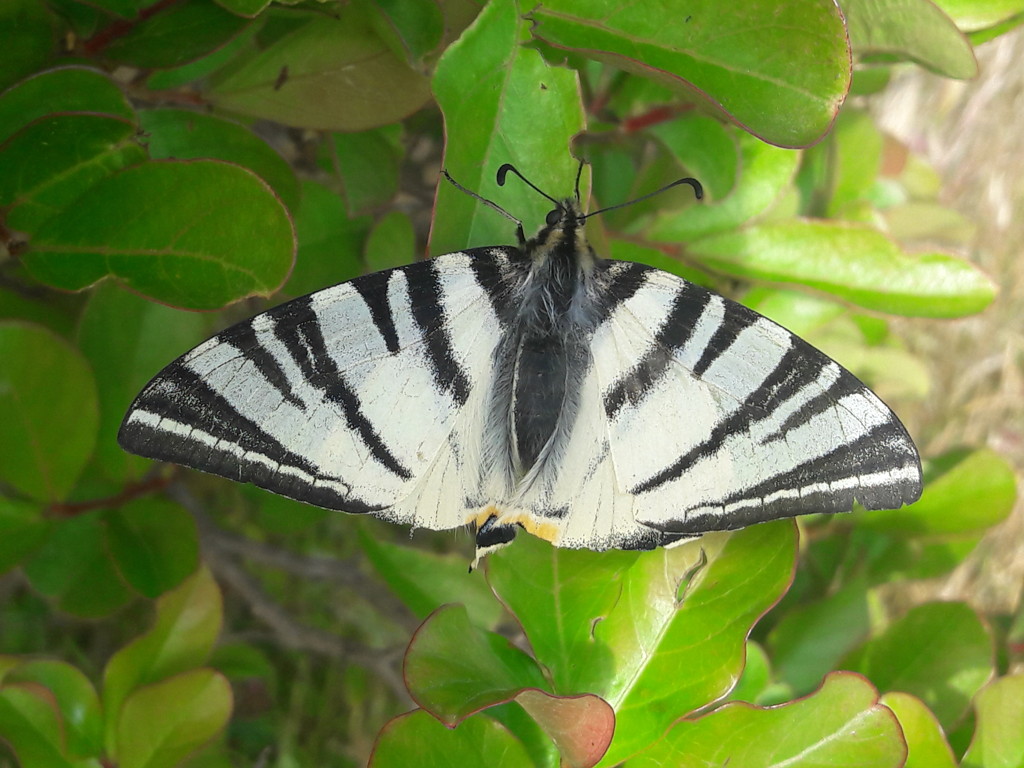un posto al sole:  Iphiclides podalirius - Papilionidae