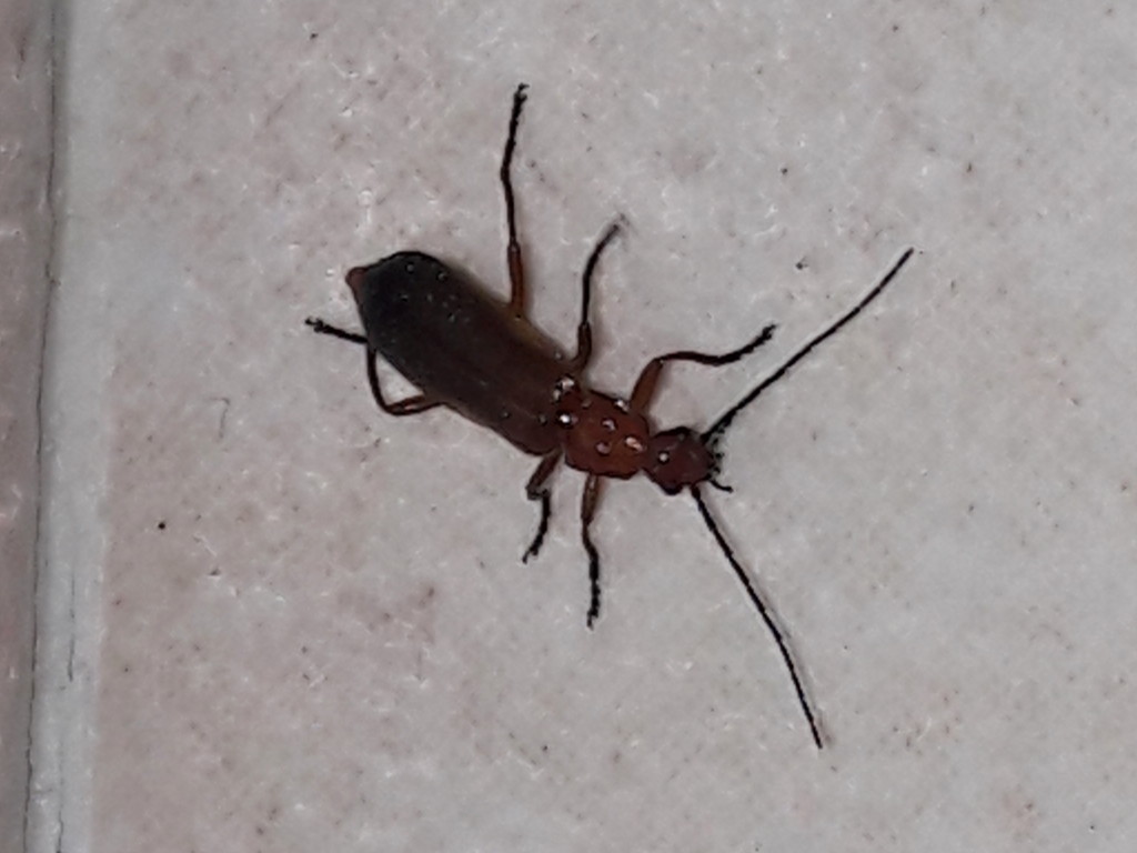 Cantharidae: Rhagonycha fulva