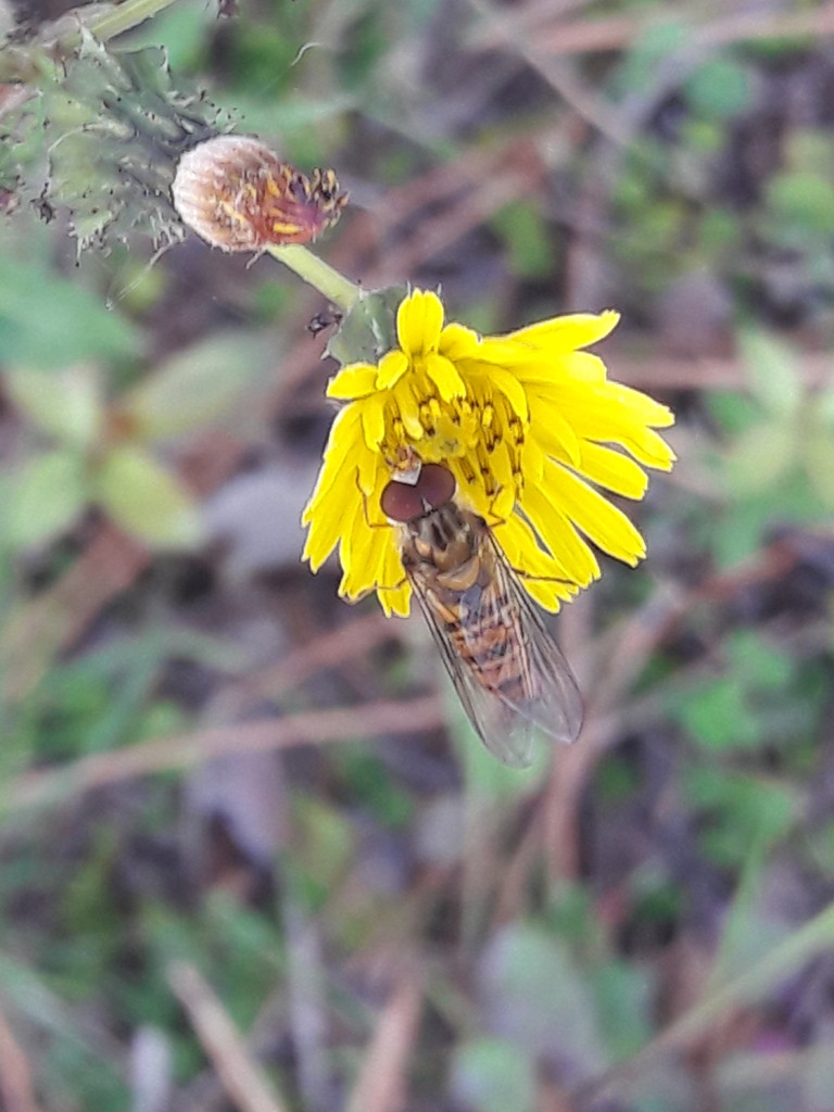 Syrphidae su tarassaco: Episyrphus balteatus maschio