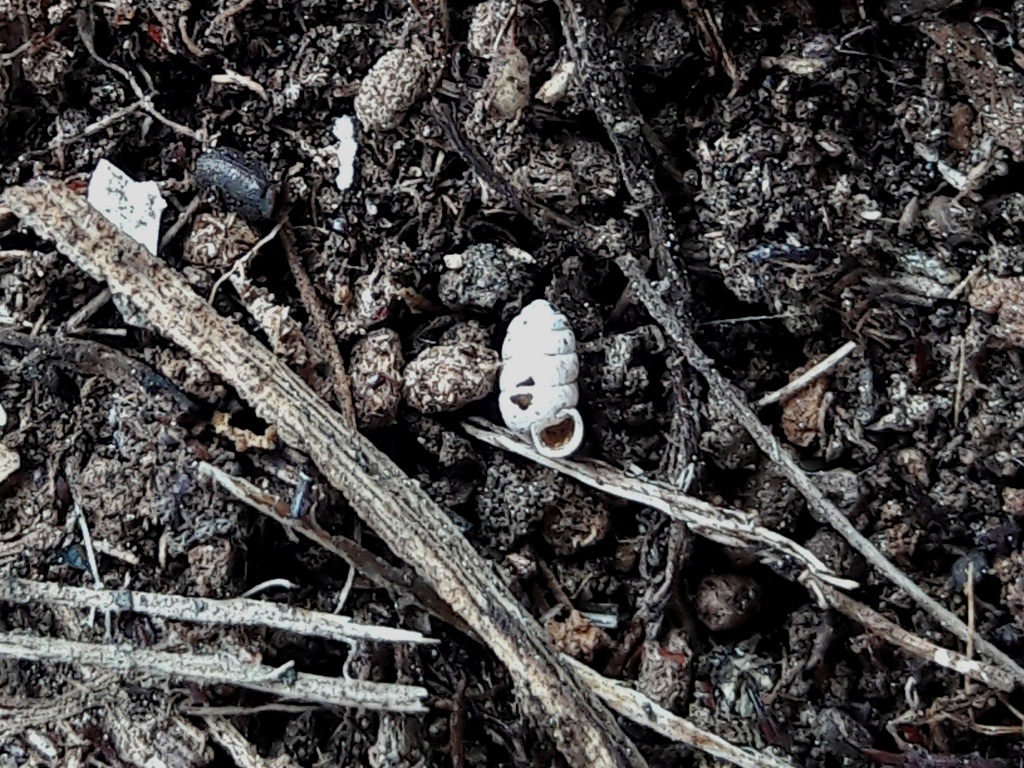 Pupilla muscorum al mare