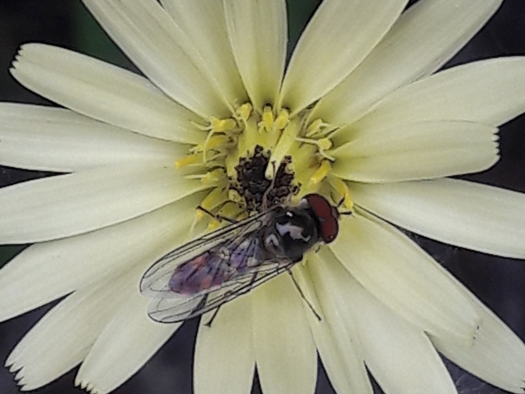 altro Syrphidae su tarassaco: cfr.  Platycheirus sp.,  maschio