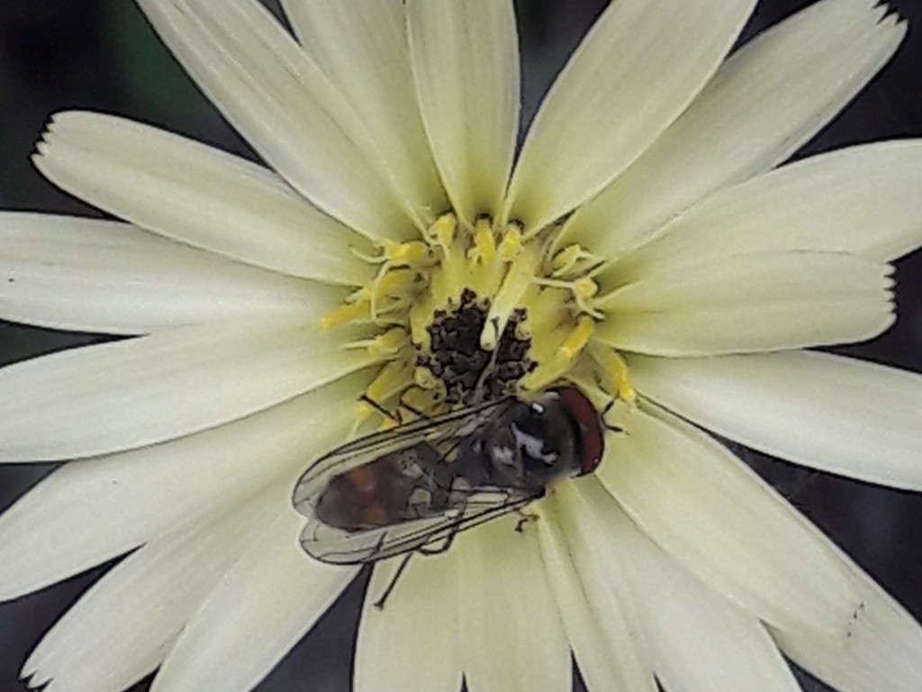 altro Syrphidae su tarassaco: cfr.  Platycheirus sp.,  maschio