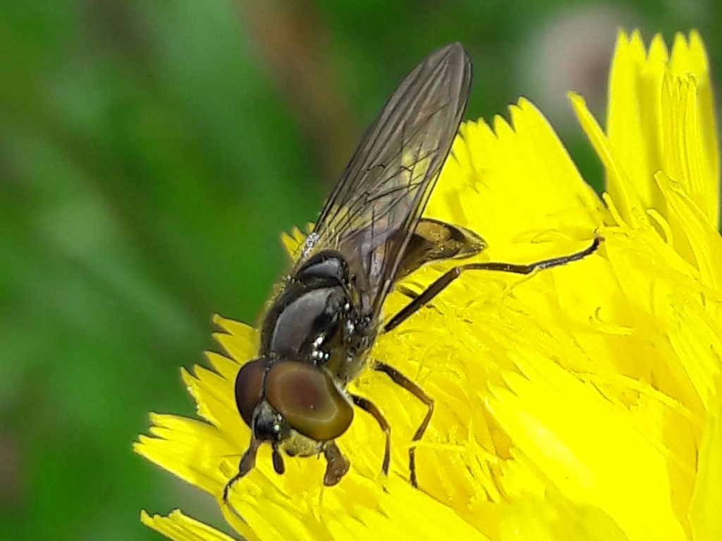 Syrphydae (sempre su tarassaco...): Xanthandrus comtus, maschio