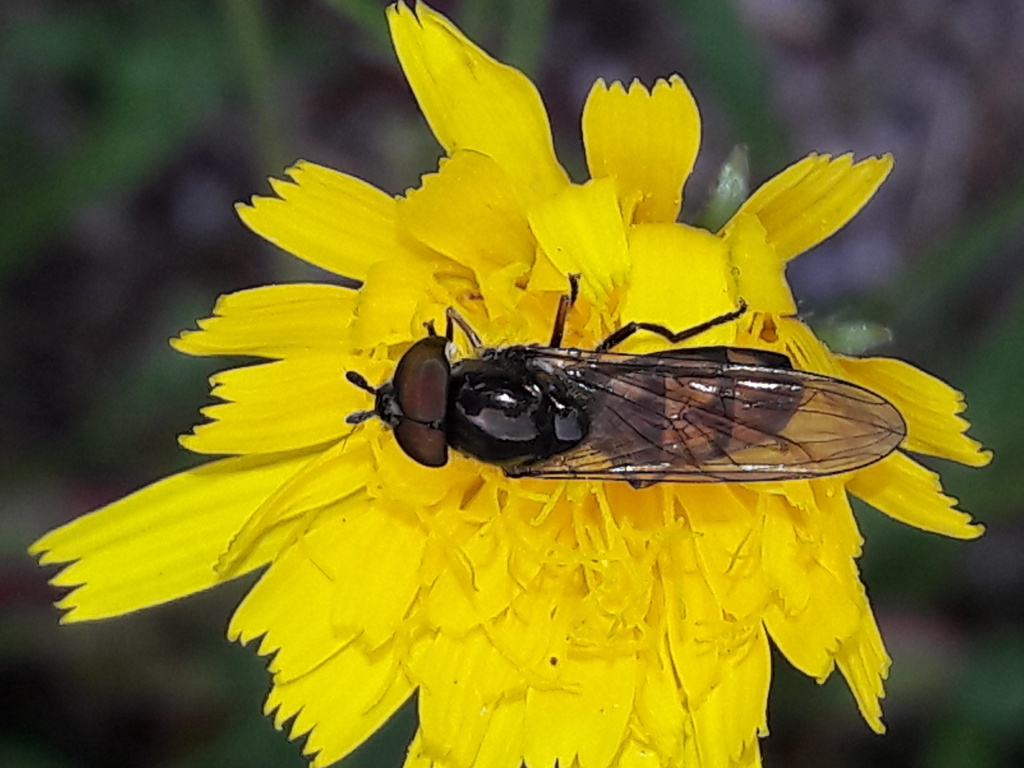 Syrphydae (sempre su tarassaco...): Xanthandrus comtus, maschio