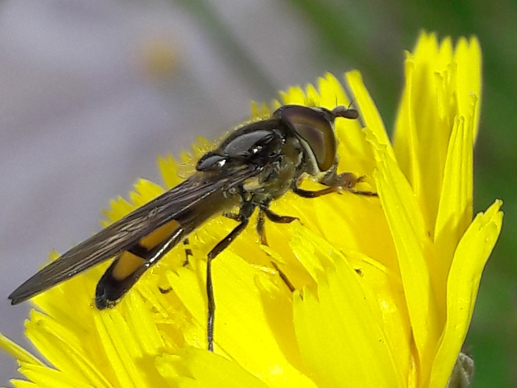 Syrphydae (sempre su tarassaco...): Xanthandrus comtus, maschio