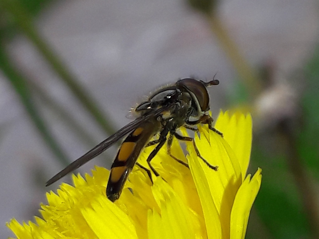 Syrphydae (sempre su tarassaco...): Xanthandrus comtus, maschio