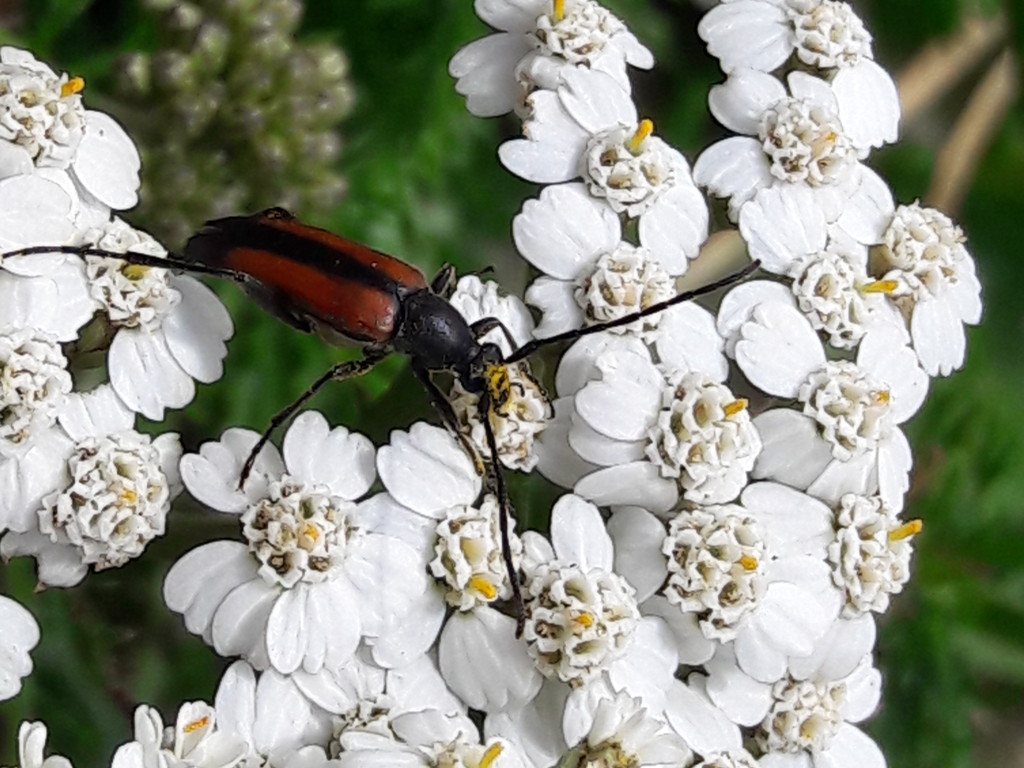 Cerambicidae?  S, Stenurella melanura, femmina