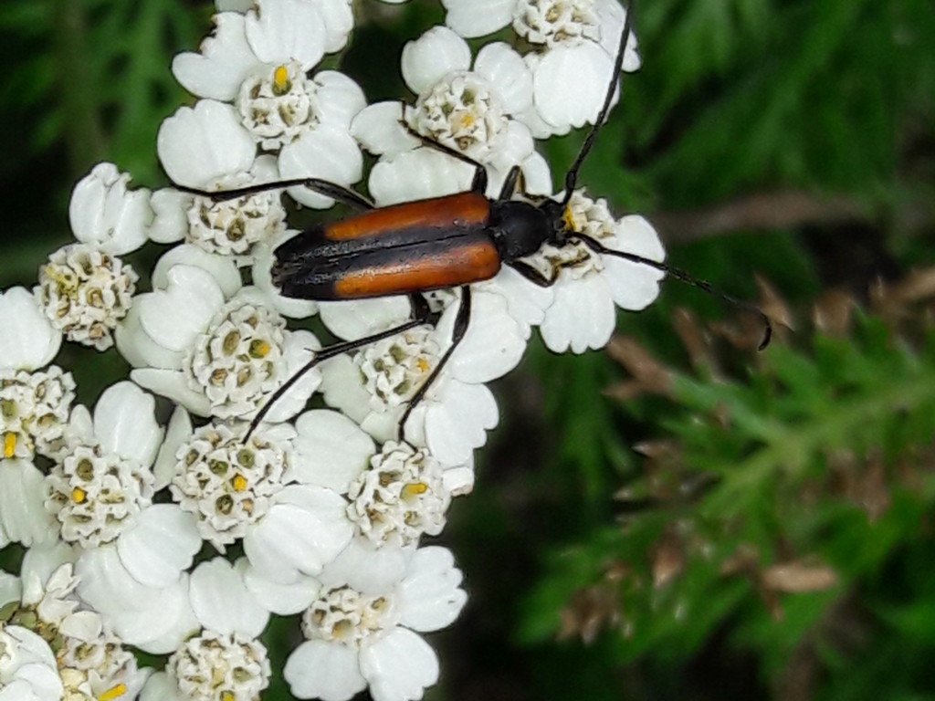 Cerambicidae?  S, Stenurella melanura, femmina