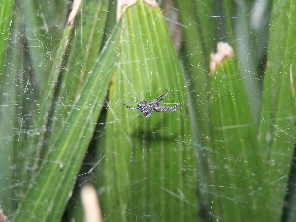 Cyrtophora citricola? S!   - Roma