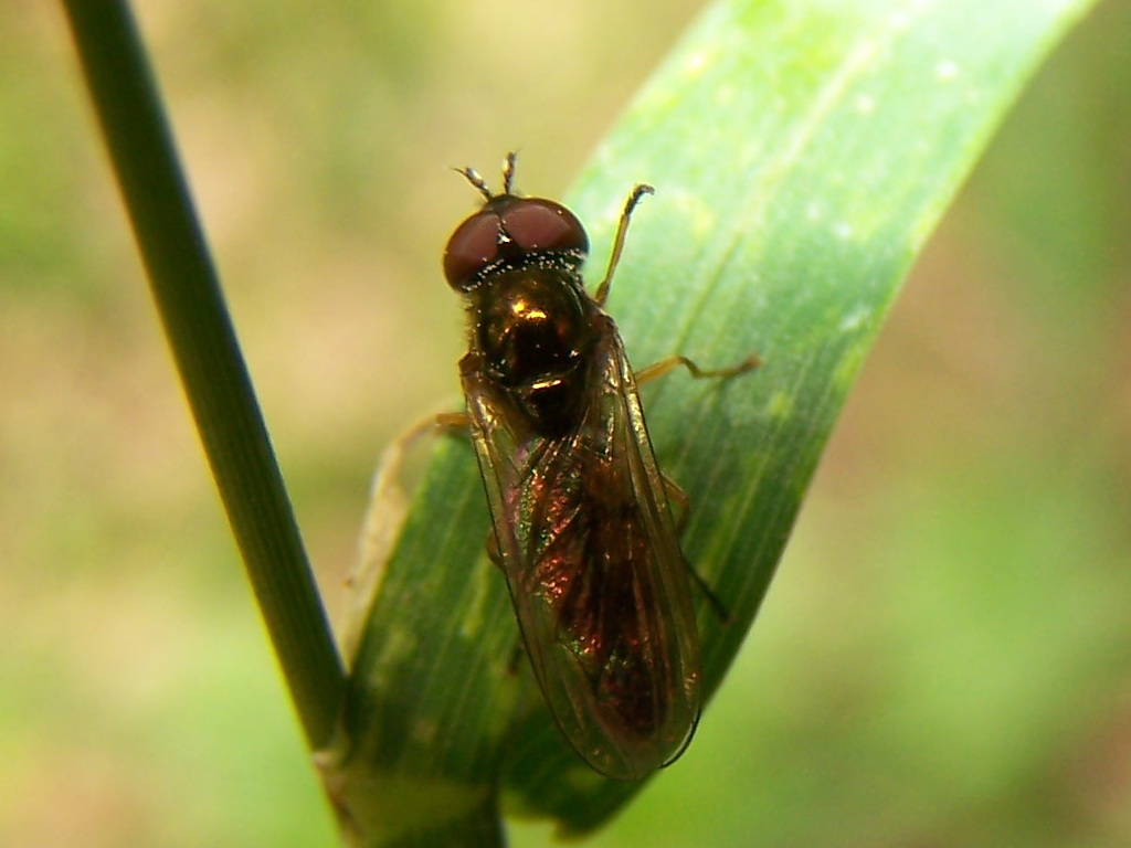 Syrphidae variopinto: Melanostoma sp. (cfr.), maschio