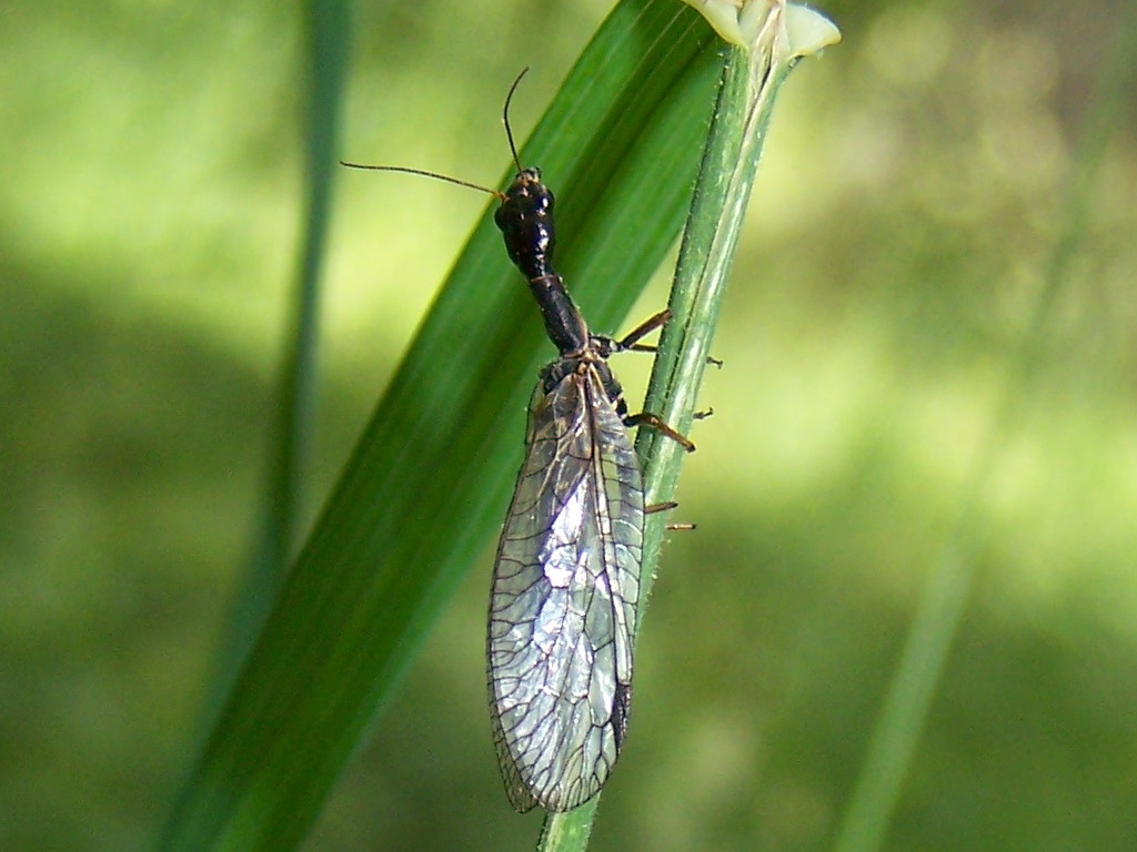 Raphidiidae?  S, genere non determinabile.