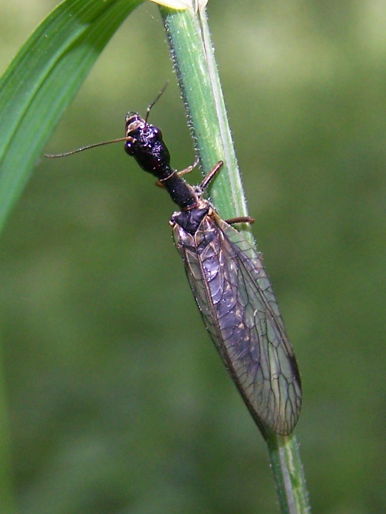 Raphidiidae?  S, genere non determinabile.