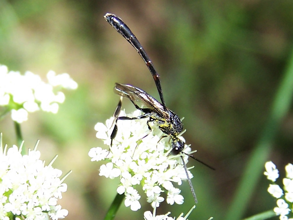 Ichneumonidae? no,  Gasteruptiidae, Gasteruption sp., su apiacea (ex ombrellifera)