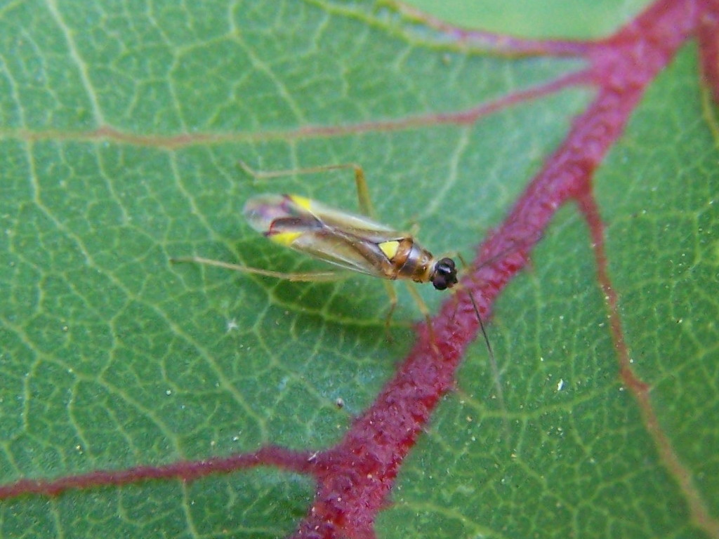 Miridae: Campyloneura virgula