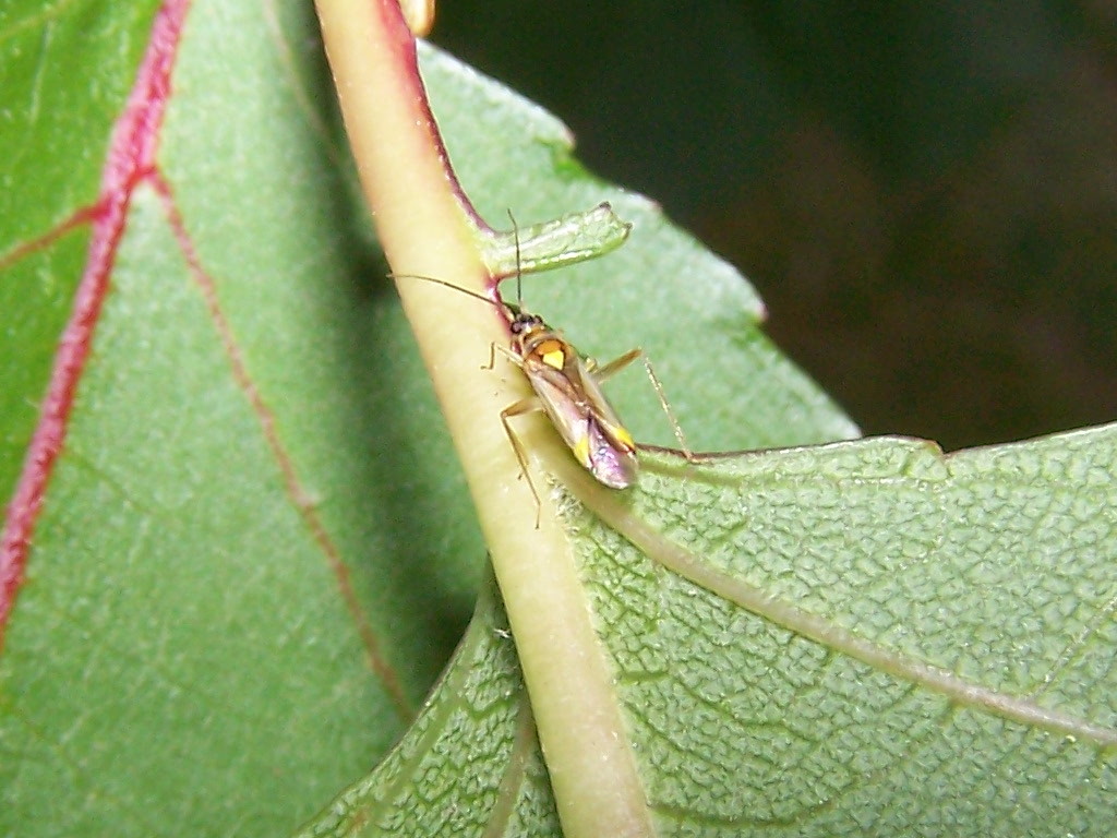 Miridae: Campyloneura virgula