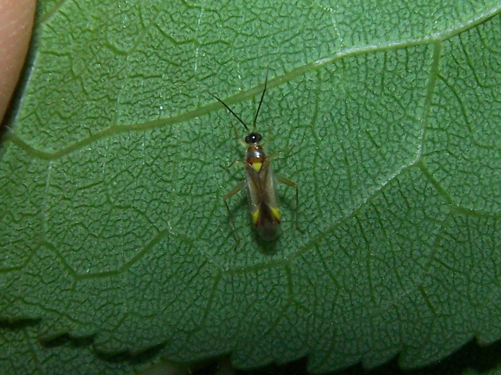 Miridae: Campyloneura virgula