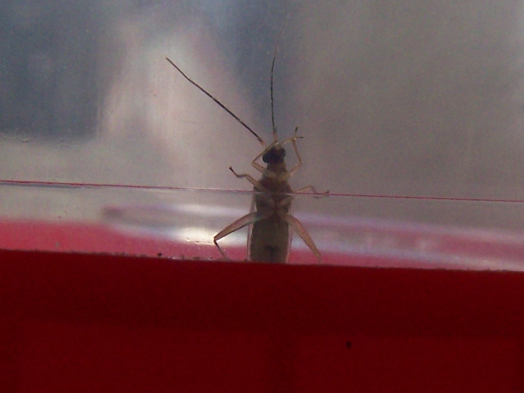 Miridae: Campyloneura virgula