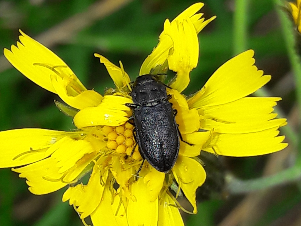 Buprestidae?  S,  Anthaxia (Melanthaxia) quadripunctata