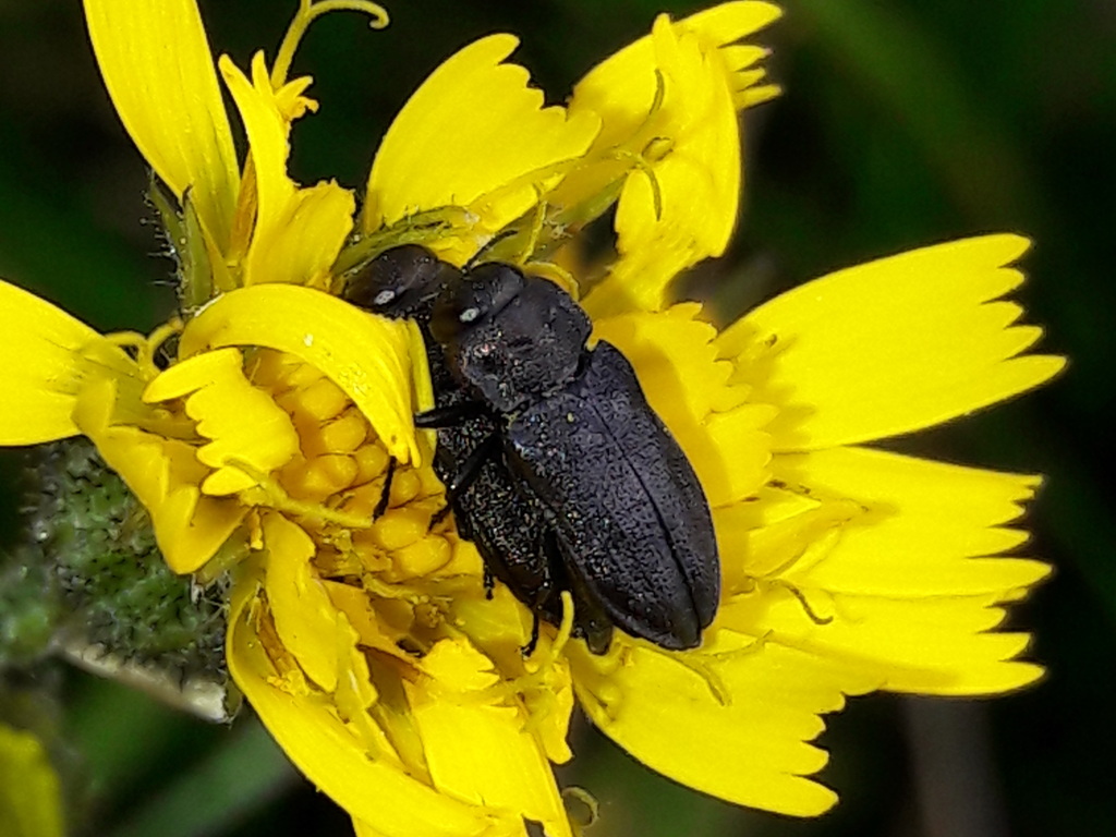 Buprestidae?  S,  Anthaxia (Melanthaxia) quadripunctata