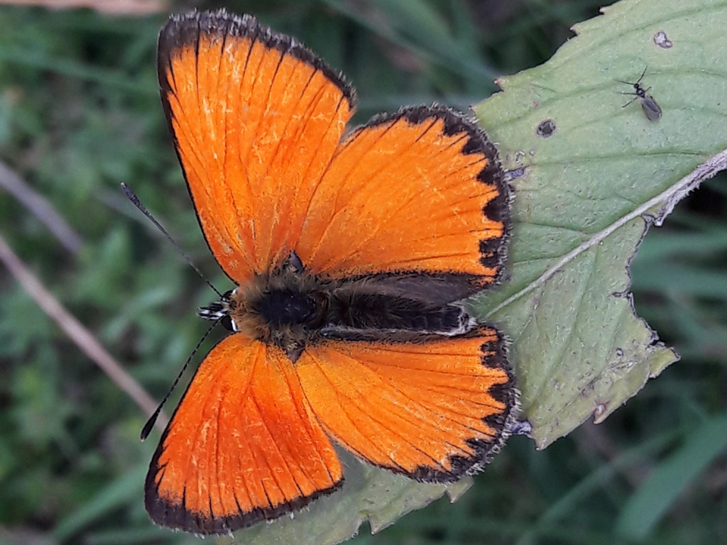 Lycaenidae?  S, Lycaena virgaureae