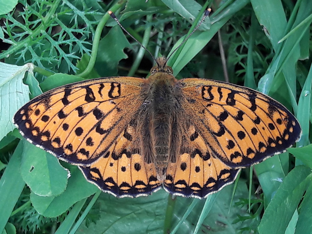 quale Nymphalidae? Argynnis aglaja