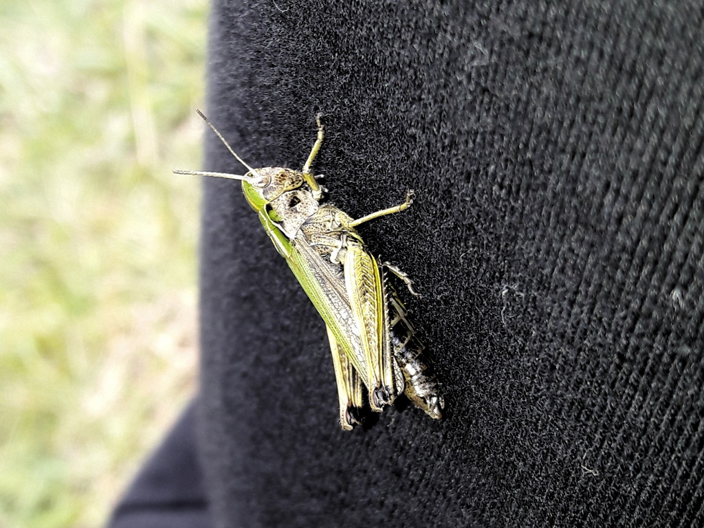 Omocestus viridulus (Acrididae)