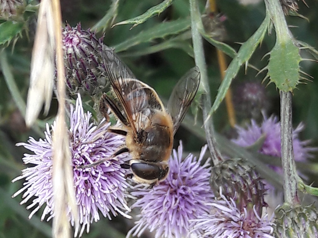 Syrphidae? S, Eristalis sp.