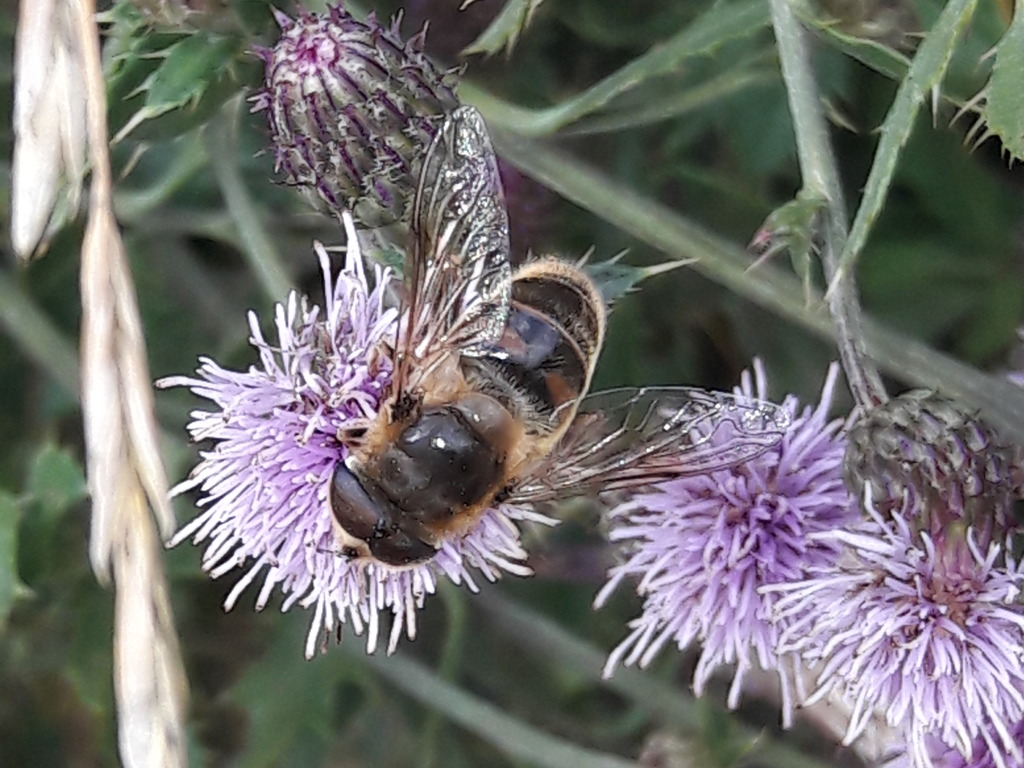 Syrphidae? S, Eristalis sp.