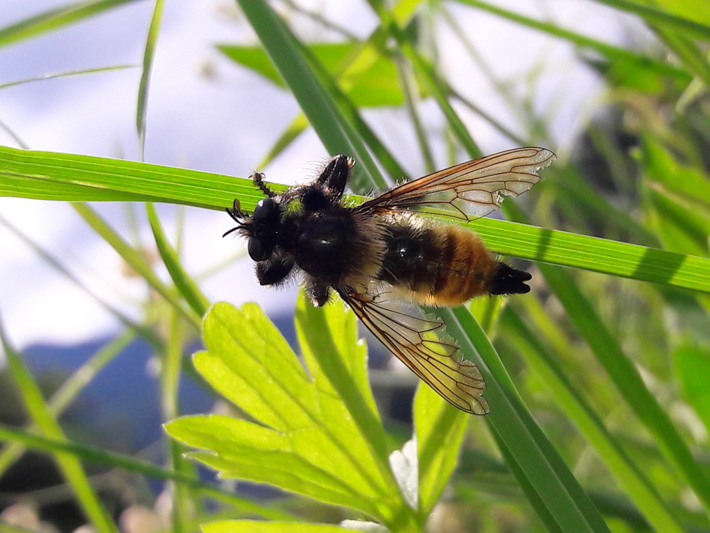 Asilidae: Laphria cfr. flava, maschio