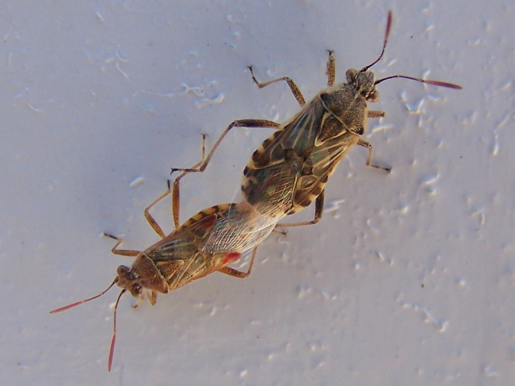 in accoppiamento: Liorhyssus hyalinus (Rhopalidae)