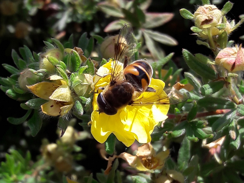 Syrphidae in val di rabbi: maschio Eristalis sp.