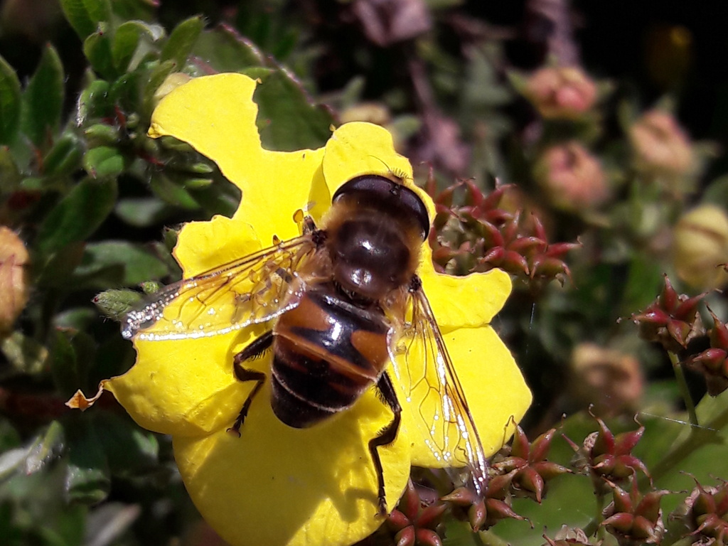 Syrphidae in val di rabbi: maschio Eristalis sp.