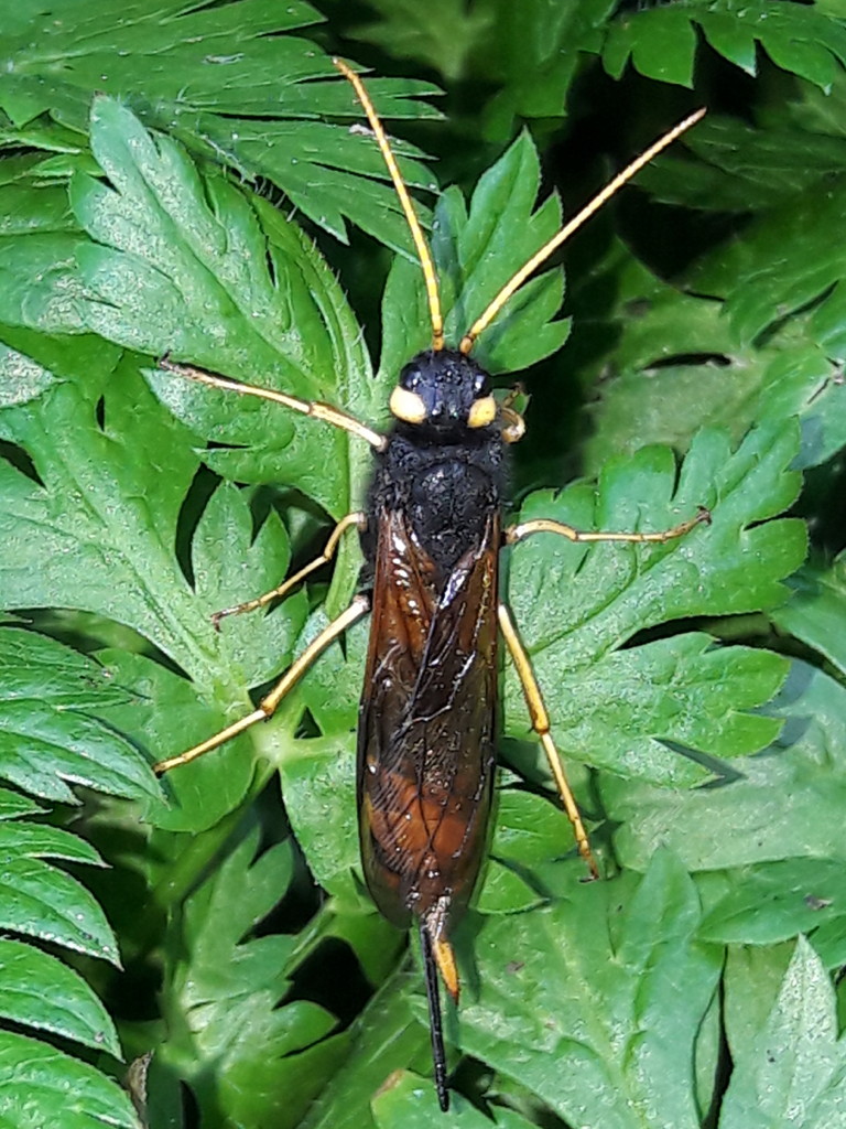 grosso imenottero: Urocerus gigas (Siricidae), femmina