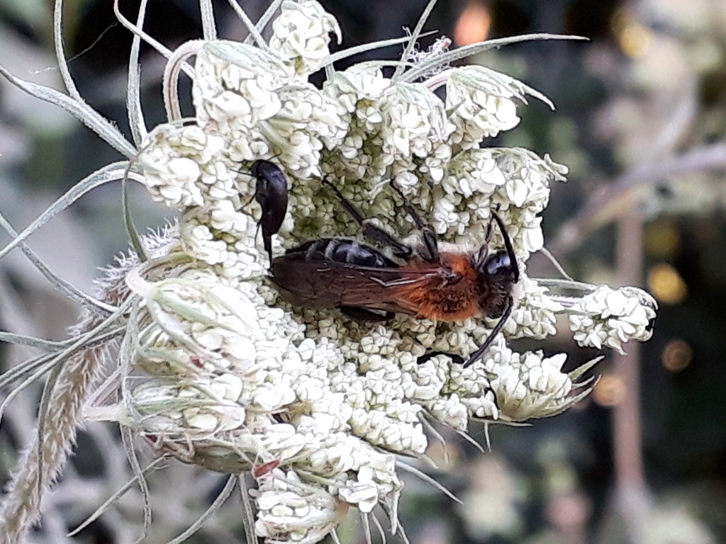 imenottero su apiacea a roma