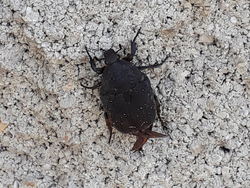 cetonia ali di forbice: Protaetia (Netocia) morio - Cetoniidae