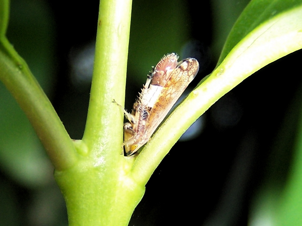 Cicadellidae: Synophropsis lauri